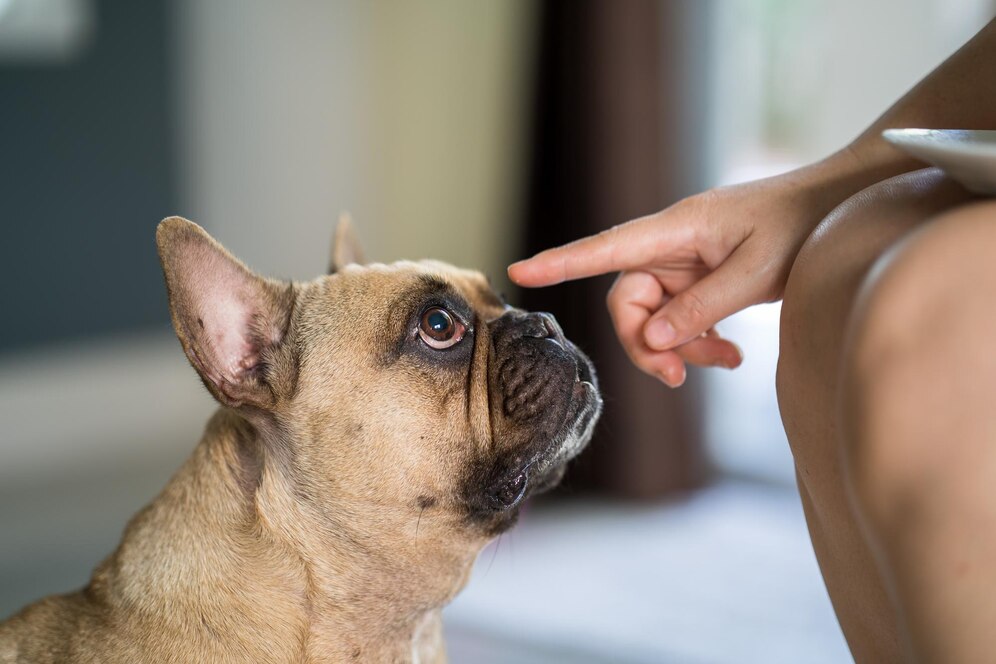 closeup fawn french bulldog looking child s finger 181624 56558