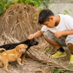 kid boy playing with stray puppies 36268 819