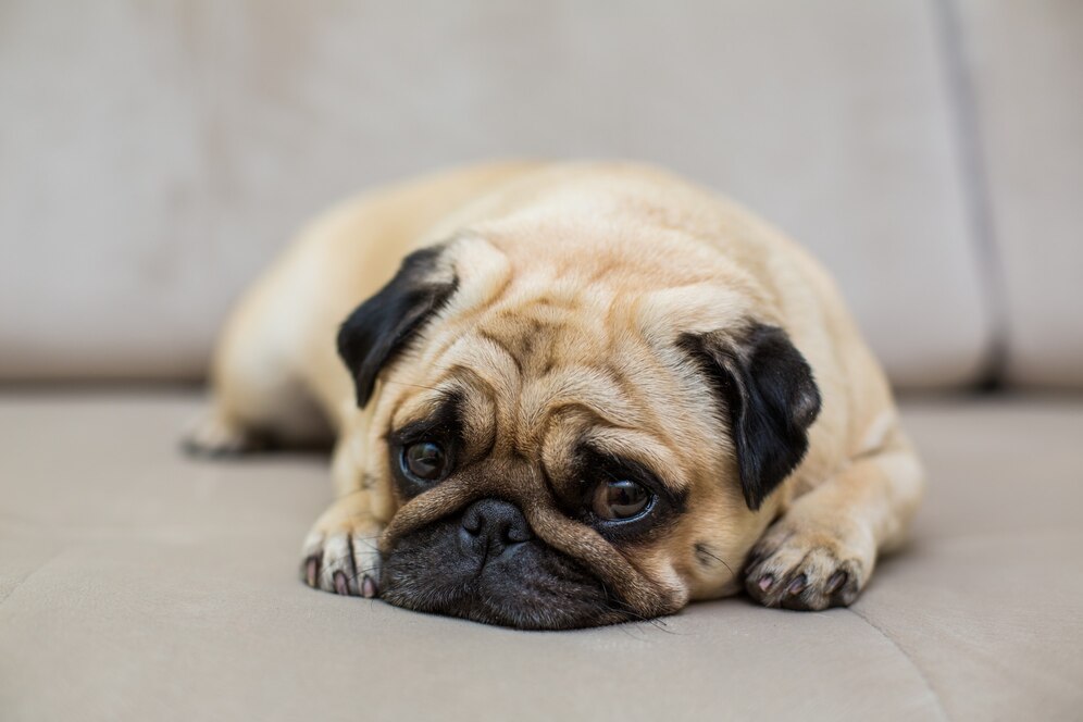 pug is resting natural parquet tired mops dog lies floor top view 231208 7816